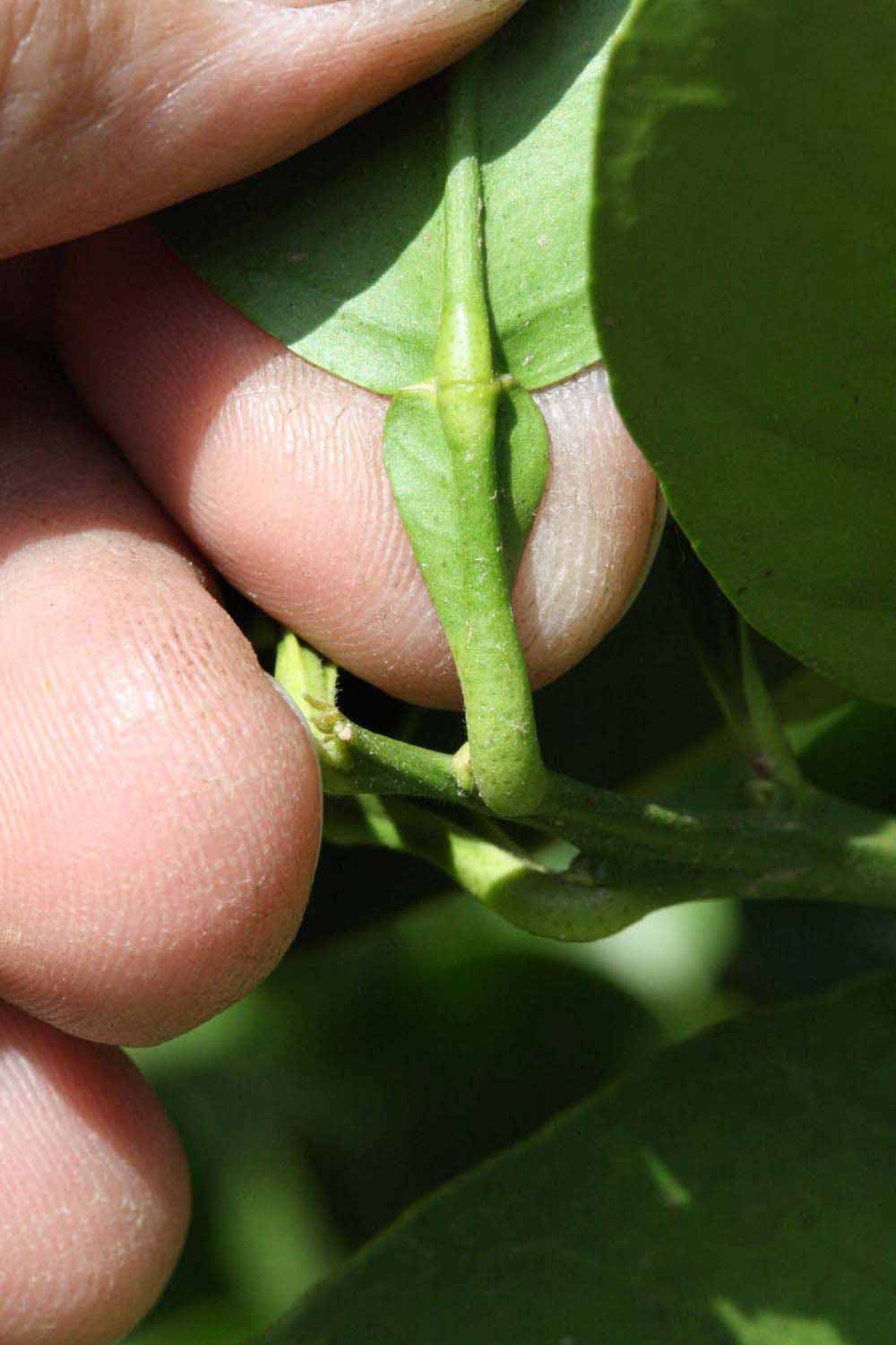              Petiole (Riverside, CA)       